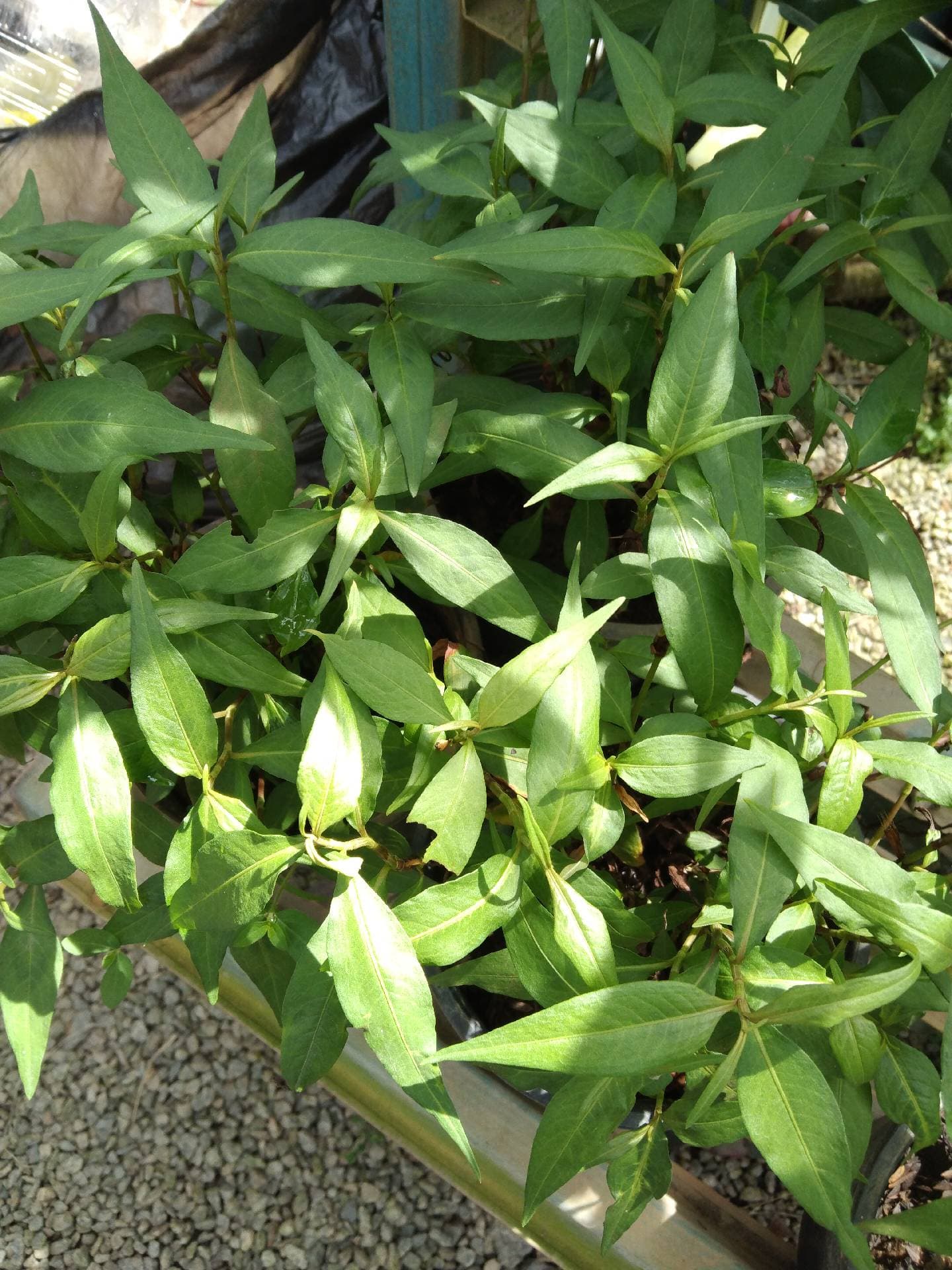 anak pokok daun kesum