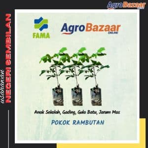 Anak Pokok Rambutan (Kawin)