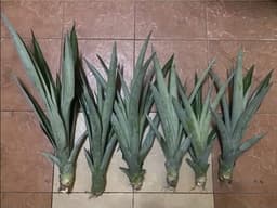 Sulur Nenas MD2 (12 inchi) - Thumbnail 2