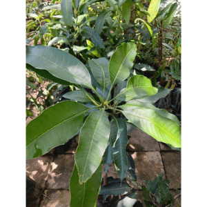 Anak Pokok Mangga King - Image 1