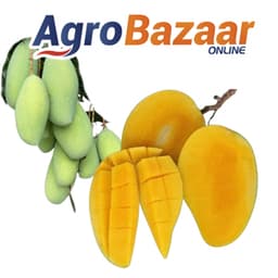 MANGGA PERLIS SUNSHINE 2KG - Thumbnail 1