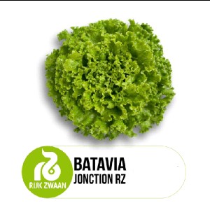 Salad/Lettuce (Fresh Delivery) - Image 1