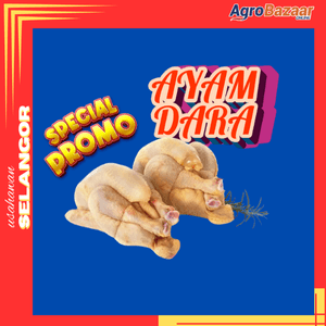 SET 2 EKOR AYAM DARA SEGAR - Image 1