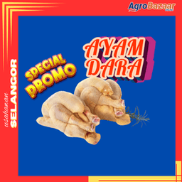 SET 2 EKOR AYAM DARA SEGAR - Thumbnail 1