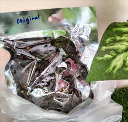 hati buya/kebuk berempah pedas - Thumbnail 1