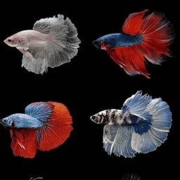 Ikan Laga/Betta - Thumbnail 1