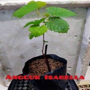 Self Pick-up - Pokok Anggur Isabella - Image 1