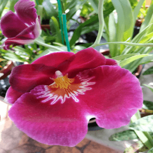 Orchid butterfly - Image 1