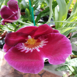 Orchid butterfly - Thumbnail 1