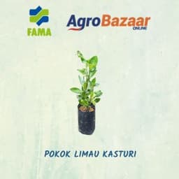 Anak Pokok Limau Kasturi - Thumbnail 2