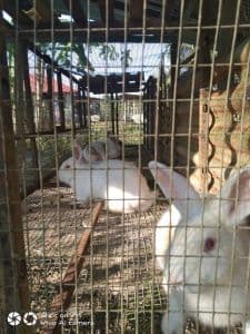 Arnab New Zealand White - Image 1