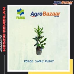 Anak Pokok Limau Purut - Thumbnail 1