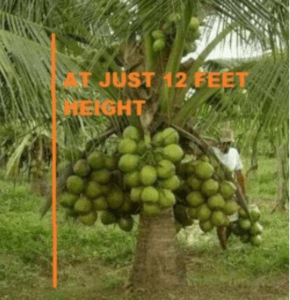 Kelapa Tacunan, kelapa rendah