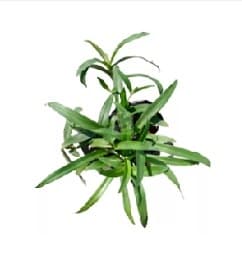 ABO - Rumput Beijing/rumput cina/rumput siti Khadijah/rumput pakking