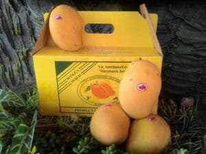 HARUMANIS PERLIS PREMIUM