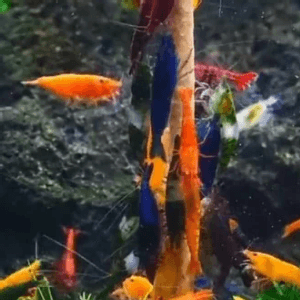 Udang Kecil Air Tawar