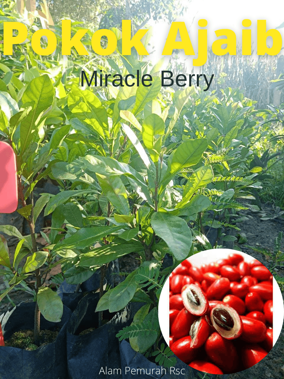 POKOK AJAIB MIRACLE BERRY