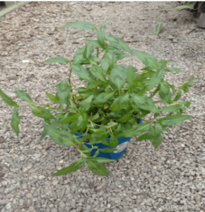 Pokok Kesum , daun kesum - Image 1