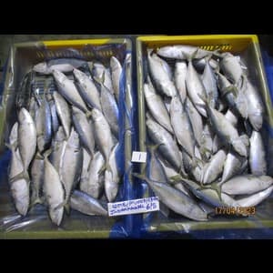 Indian Mackerel - Image 1