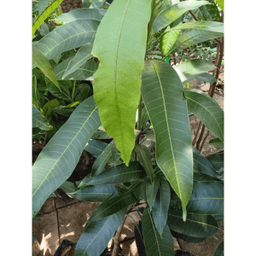 Anak Pokok MA222 Mangga Putra Kayangan - Thumbnail 1