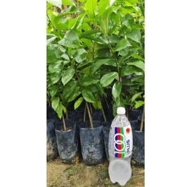 Pokok Durian Belanda - Thumbnail 1