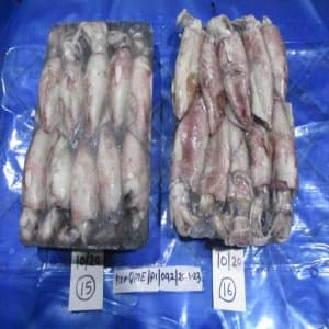 Whole Squid - Image 1