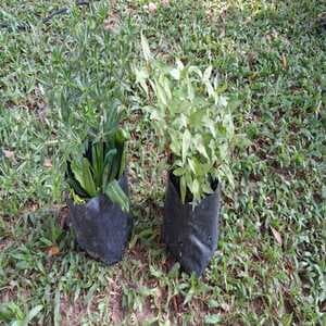 KOMBO POKOK (SELF PICK UP) - Image 1