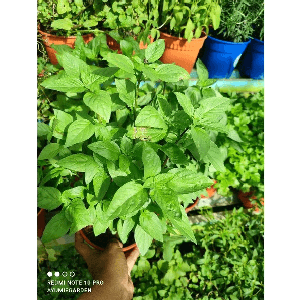 Pokok selasih thai - Image 1