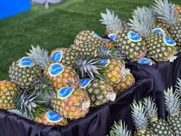 Fresh MD2 Pineapple - Thumbnail 2