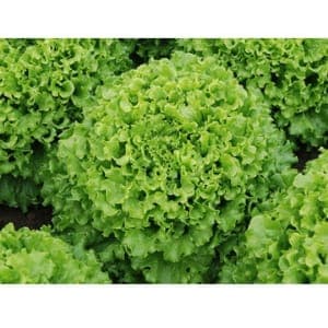 Coral Lettuce  6 Packs - Image 1
