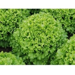 Coral Lettuce  6 Packs - Thumbnail 1