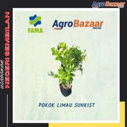 Pokok Limau Sunkist - Thumbnail 1