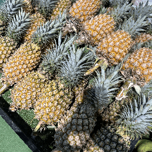 Nanas Morris Set 1 - Image 1