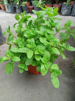 Pokok pudina - Thumbnail 2