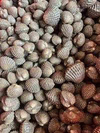 KERANG SEGAR - Image 1