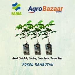 Anak Pokok Rambutan (Kawin) - Thumbnail 2