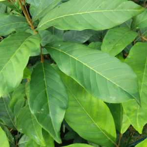 Anak Pokok Rambutan R100 Tiada Biji Nephelium lappaceum Seedless