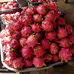 Kombo Buah Naga 2 Pcs + Buah Potong 1 bekas - Thumbnail 2