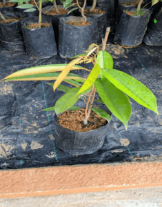 SELF PICKUP - ANAK POKOK DURIAN SULTAN / D24 (SAIZ M)