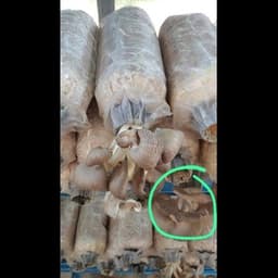 CENDAWAN SEGAR - Thumbnail 1