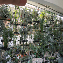 Categories Air Plant - Thumbnail 1