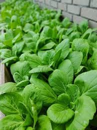 SuperBomb penggalak kesuburan organik - Thumbnail 2