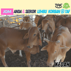 LEMBU KORBAN SEEKOR (BOLEH PILIH HARI) - Image 1