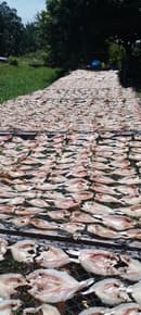 Ikan Kering Masin