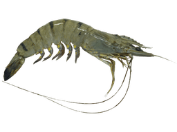 Udang Harimau - Thumbnail 1