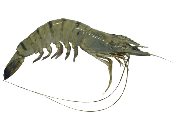 Udang Harimau