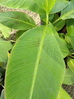 anak pokok pisang emas - Thumbnail 2