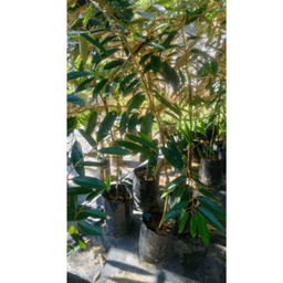 Anak Pokok Durian Tenom Beauty - Thumbnail 1