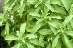 pokok stevia - Thumbnail 2