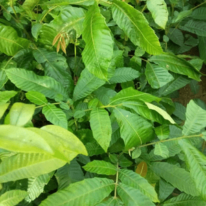 Anak pokok Matoa Pomotio Pinnata Kristal Longan Brazil - Image 1